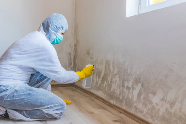 Licensed Commercial Mold Remediation service in Nunica, MI - WQB Mold Removal