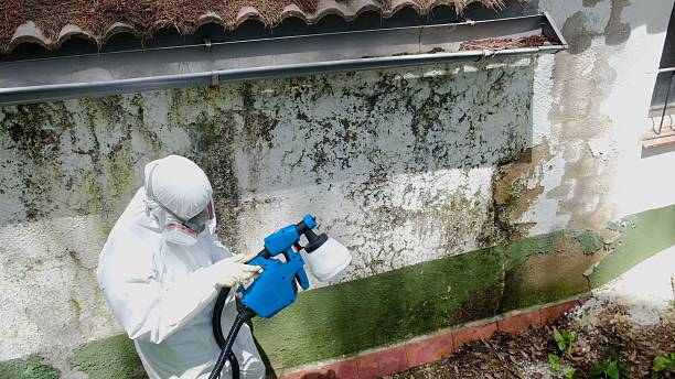 Top rated local Commercial Mold Remediation specialists in Nunica, MI